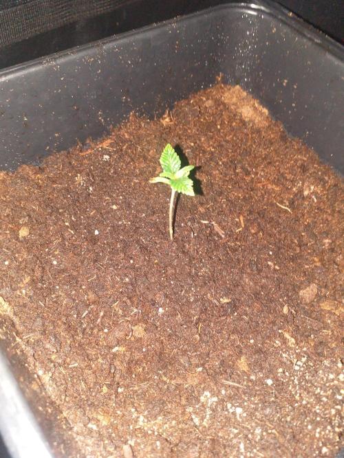 2xAmnesia fast x 2xJack auto fast. Week 1