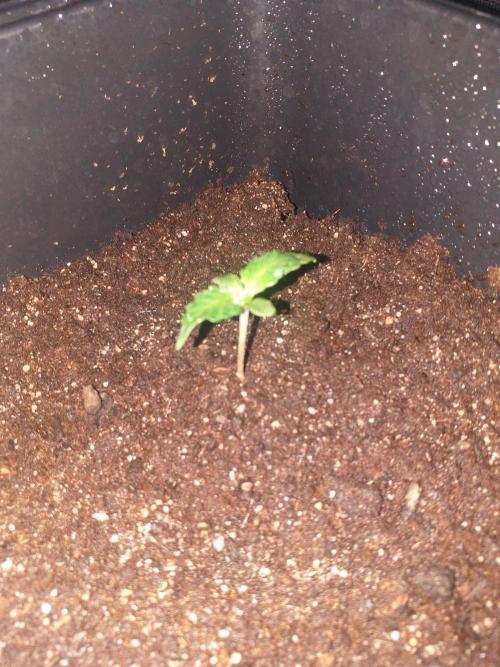 2xAmnesia fast x 2xJack auto fast. Week 1