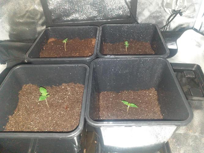 2xAmnesia fast x 2xJack auto fast. Week 1