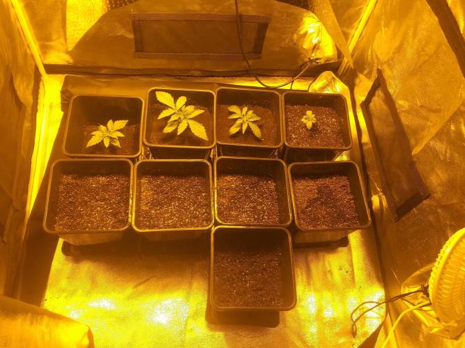 2xAmnesia fast x 2xJack auto fast. Week 2 - Polovina 2tydne vegetace