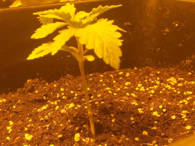 2xAmnesia fast x 2xJack auto fast. Week 2 - Polovina 2tydne vegetace

myslim ze tady tato je nejslabším kouskem.