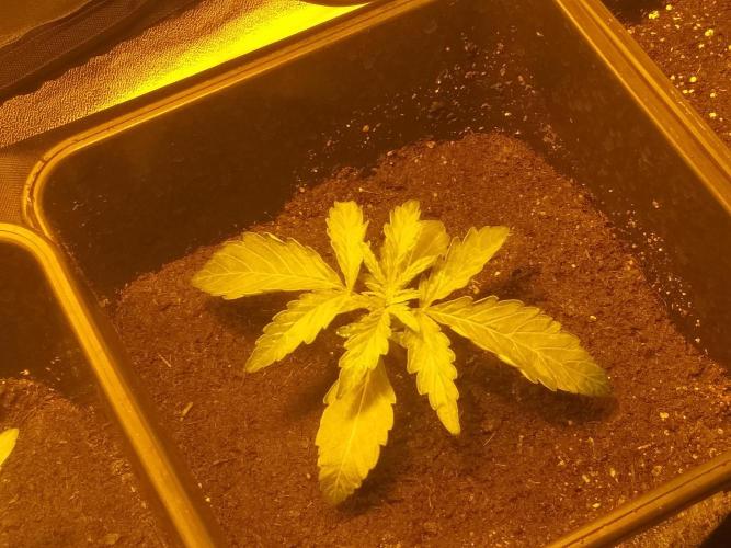 2xAmnesia fast x 2xJack auto fast. Week 2 - Polovina 2tydne vegetace

Zatim to vypadá ok :)