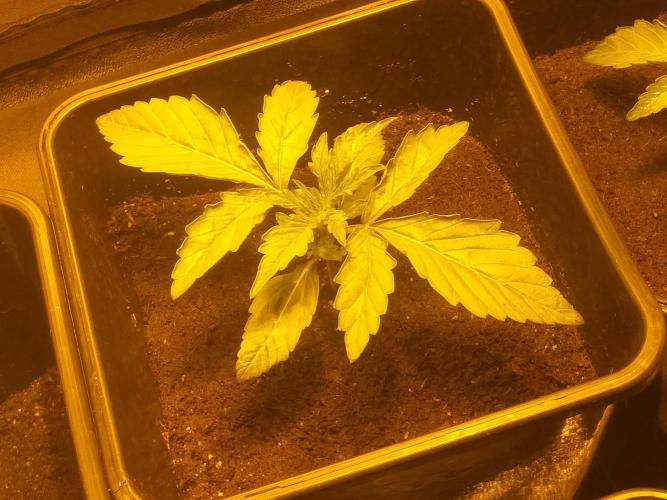 2xAmnesia fast x 2xJack auto fast. Week 2 - Polovina 2tydne vegetace