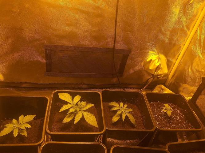 2xAmnesia fast x 2xJack auto fast. Week 2 - Polovina 2tydne vegetace