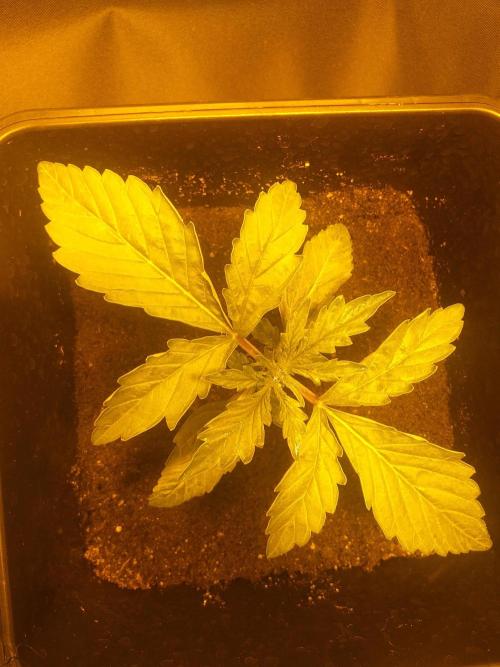 2xAmnesia fast x 2xJack auto fast. Week 2 - Polovina 2tydne vegetace

