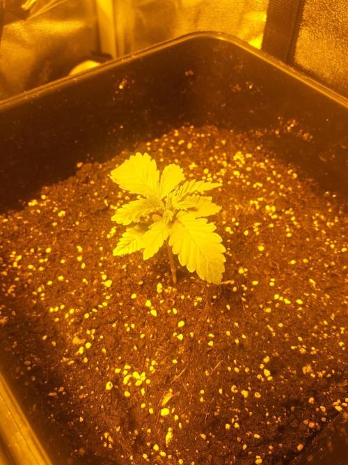 2xAmnesia fast x 2xJack auto fast. Week 2 - Polovina 2tydne vegetace
