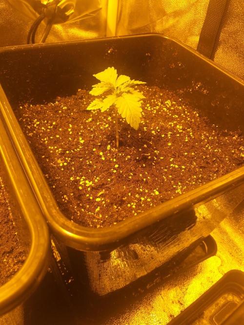 2xAmnesia fast x 2xJack auto fast. Week 2 - Polovina 2tydne vegetace