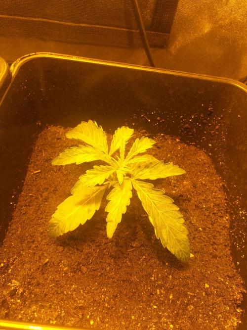 2xAmnesia fast x 2xJack auto fast. Week 2 - Polovina 2tydne vegetace