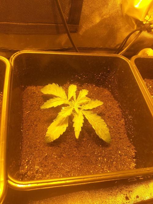 2xAmnesia fast x 2xJack auto fast. Week 2 - Polovina 2tydne vegetace