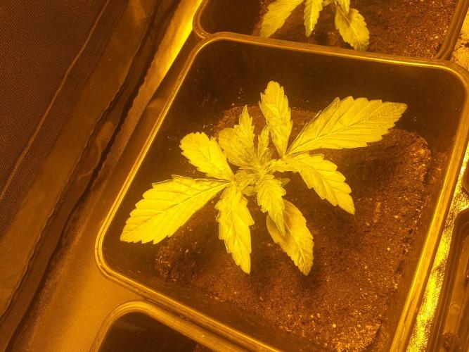 2xAmnesia fast x 2xJack auto fast. Week 2 - Polovina 2tydne vegetace