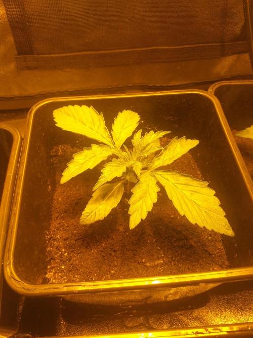 2xAmnesia fast x 2xJack auto fast. Week 2 - Polovina 2tydne vegetace