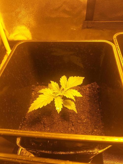 2xAmnesia fast x 2xJack auto fast. Week 2 - Polovina 2tydne vegetace