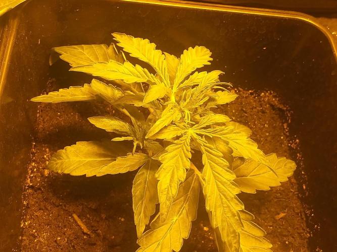 2xAmnesia fast x 2xJack auto fast. Week 2 - Konec 2