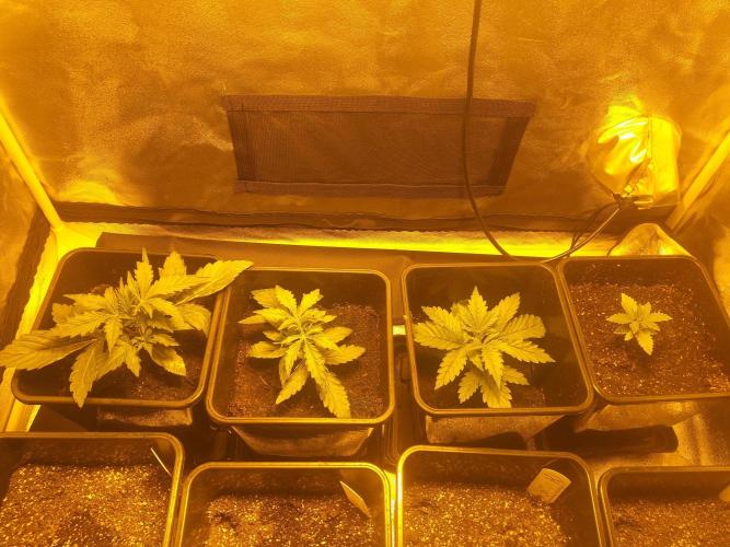 2xAmnesia fast x 2xJack auto fast. Week 2 - Konec2