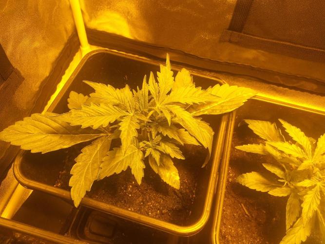 2xAmnesia fast x 2xJack auto fast. Week 2 - Konec2