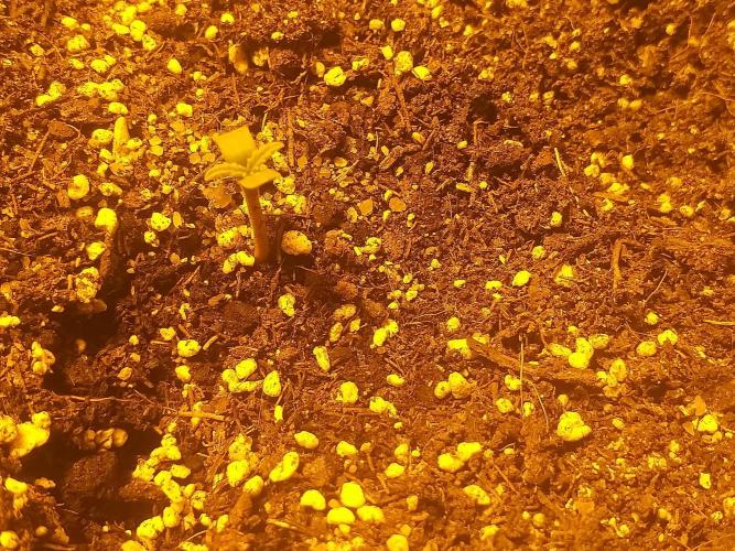 Shiva skunk. Week 0 - 3-4den