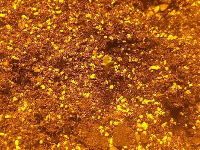 Shiva skunk. Week 0 - 3-4den3