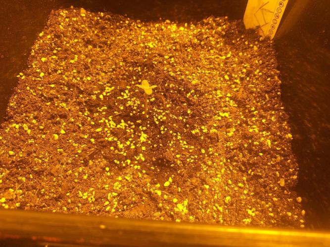 Shiva skunk. Week 0 - 3-4den