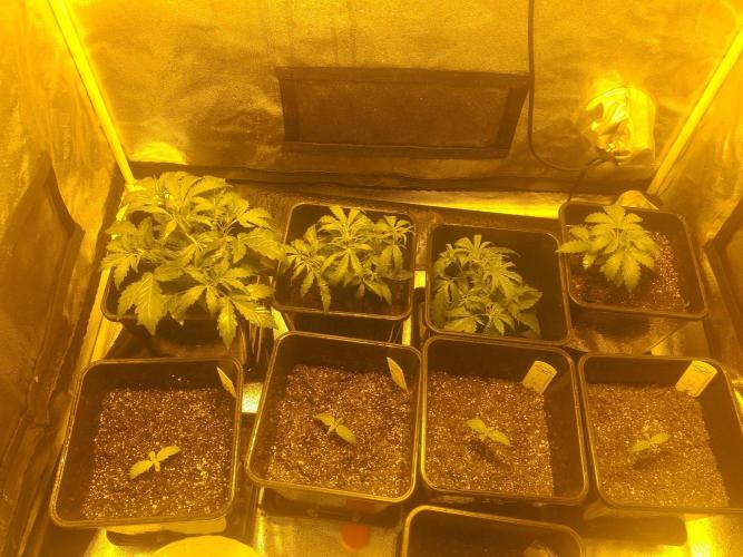 2xAmnesia fast x 2xJack auto fast. Week 3 - Polovina 3tydne
a 1 tyden