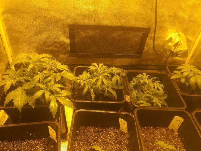 2xAmnesia fast x 2xJack auto fast. Week 3 - Polovina 3tydne