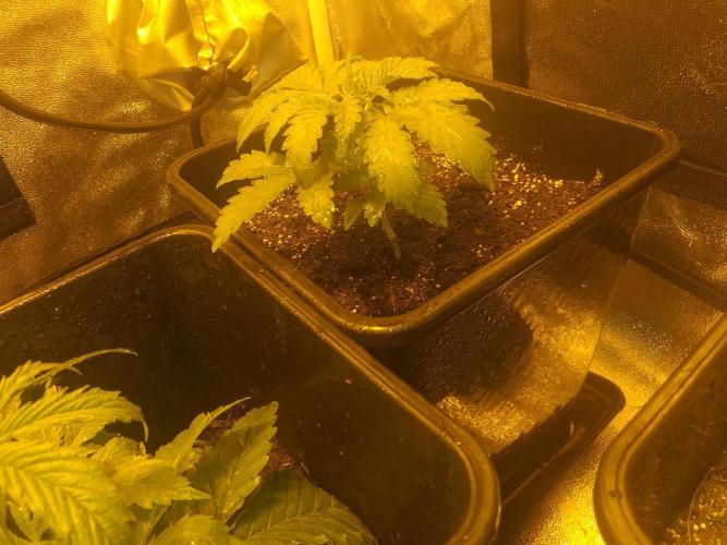 2xAmnesia fast x 2xJack auto fast. Week 3 - Polovina 3tydne