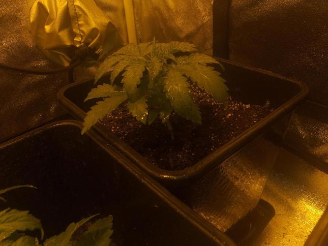 2xAmnesia fast x 2xJack auto fast. Week 3 - Polovina 3tydne