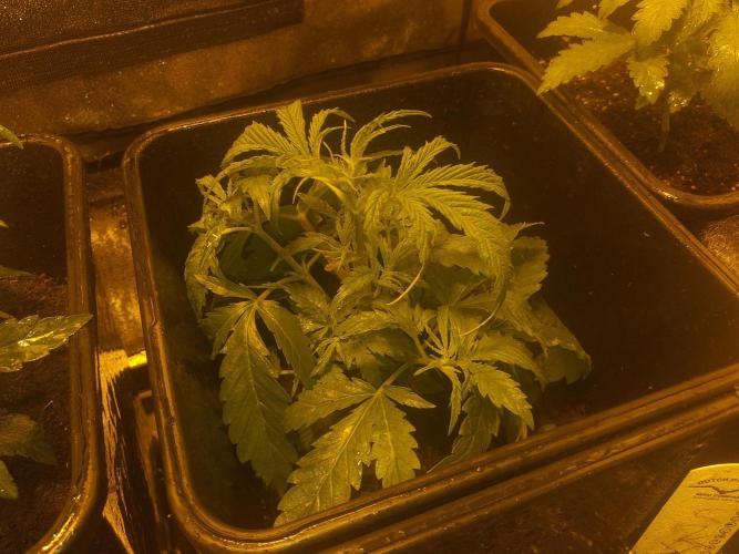 2xAmnesia fast x 2xJack auto fast. Week 3 - Polovina 3tydne
Musim presadit do vetiho
Dam 20L +cocosubstrat