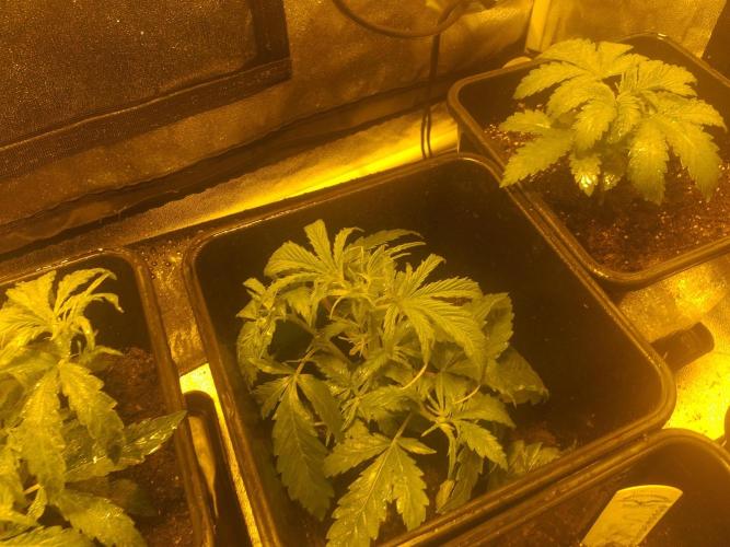 2xAmnesia fast x 2xJack auto fast. Week 3 - Polovina 3tydne
Musim presadit do vetiho
Dam 20L +cocosubstrat