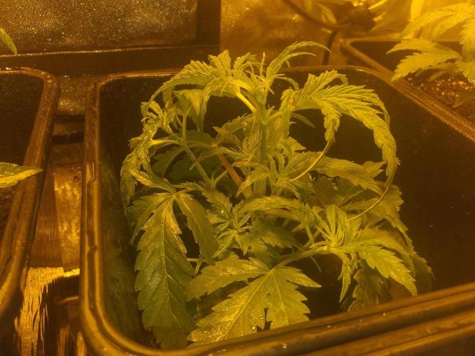 2xAmnesia fast x 2xJack auto fast. Week 3 - Polovina 3tydne
Musim presadit do vetiho
Dam 20L +cocosubstrat