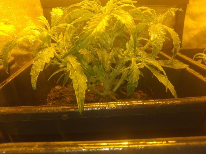 2xAmnesia fast x 2xJack auto fast. Week 3 - Polovina 3tydne