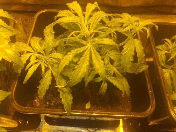 2xAmnesia fast x 2xJack auto fast. Week 3 - Polovina 3tydne