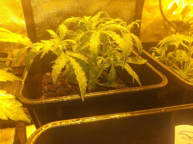 2xAmnesia fast x 2xJack auto fast. Week 3 - Polovina 3tydne