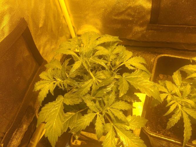 2xAmnesia fast x 2xJack auto fast. Week 3 - Polovina 3tydne