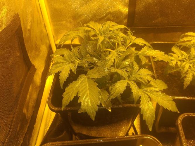 2xAmnesia fast x 2xJack auto fast. Week 3 - Polovina 3tydne