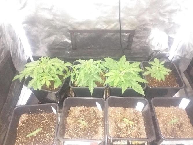 2xAmnesia fast x 2xJack auto fast. Week 3 - Polovina 3tydne