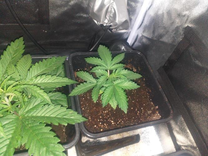 2xAmnesia fast x 2xJack auto fast. Week 3 - Polovina 3tydne