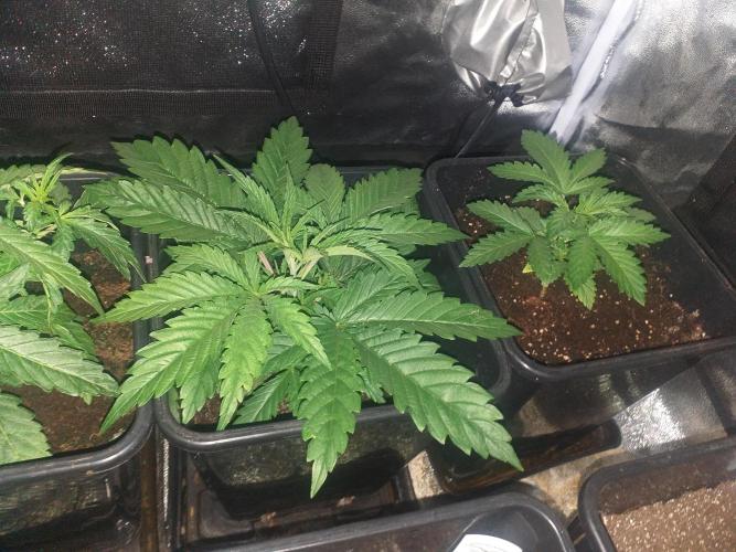 2xAmnesia fast x 2xJack auto fast. Week 3 - Polovina 3tydne