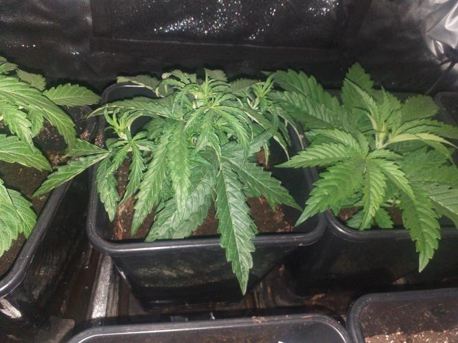 2xAmnesia fast x 2xJack auto fast. Week 3 - Polovina 3tydne