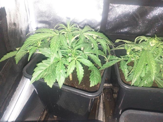 2xAmnesia fast x 2xJack auto fast. Week 3 - Polovina 3tydne