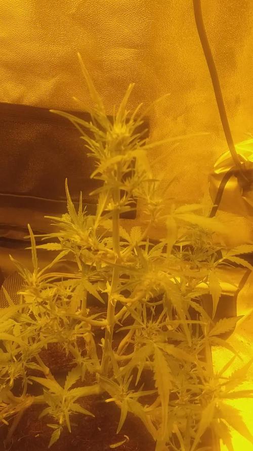 2xAmnesia fast x 2xJack auto fast