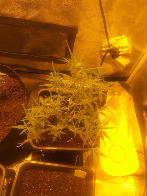 2xAmnesia fast x 2xJack auto fast. Week 4