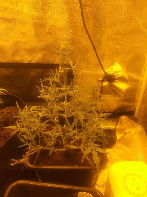 2xAmnesia fast x 2xJack auto fast. Week 4