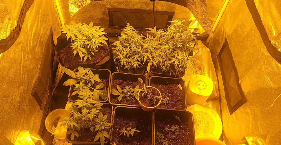 Shiva skunk. Week 3 - Small is shiva