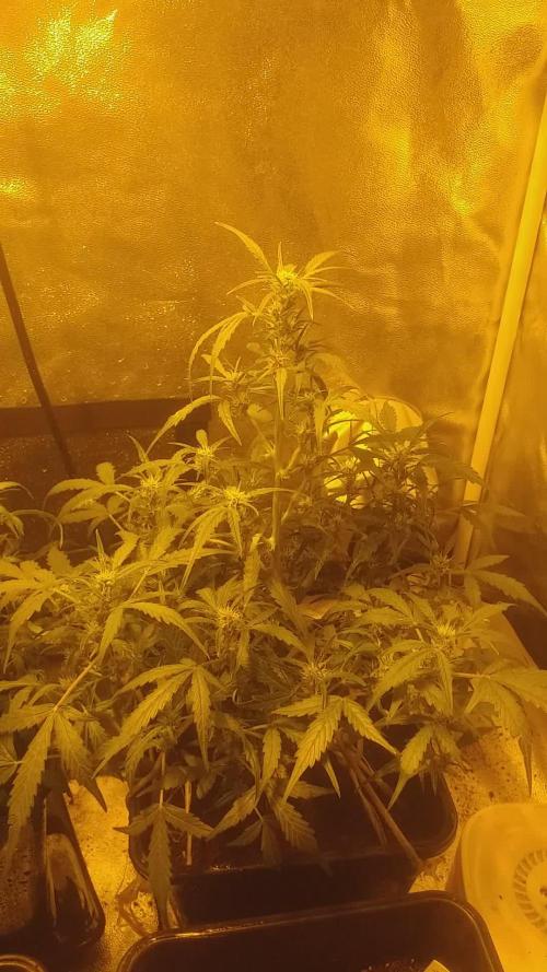 2xAmnesia fast x 2xJack auto fast