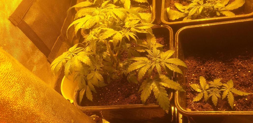 2xAmnesia fast x 2xJack auto fast. Week 5