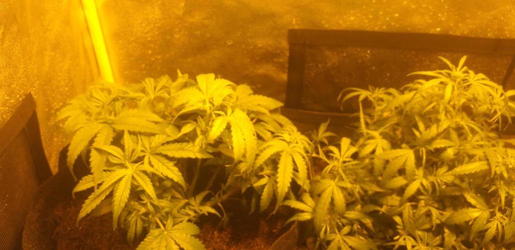 2xAmnesia fast x 2xJack auto fast. Week 5