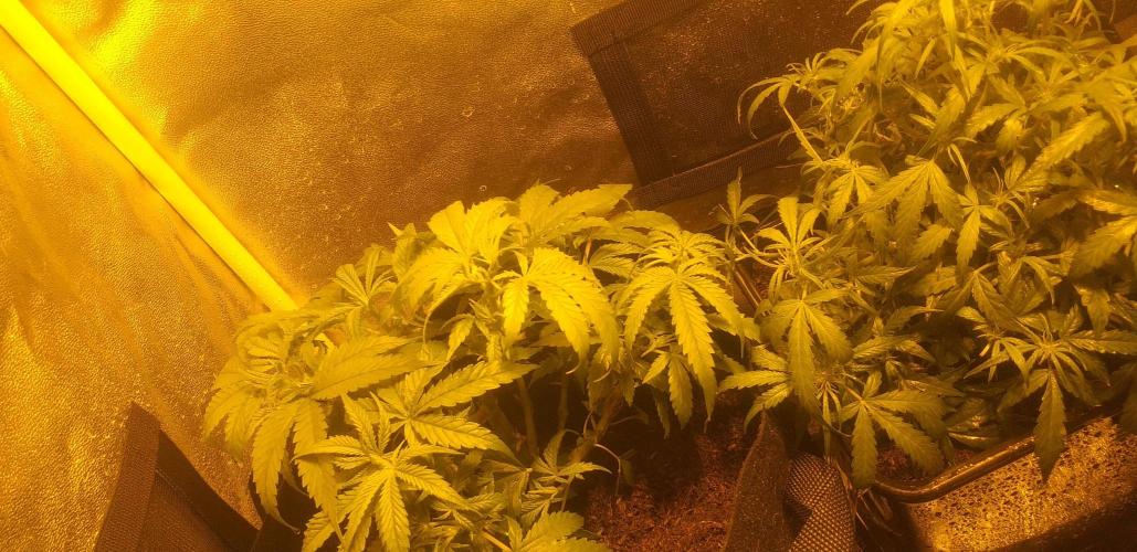 2xAmnesia fast x 2xJack auto fast. Week 5