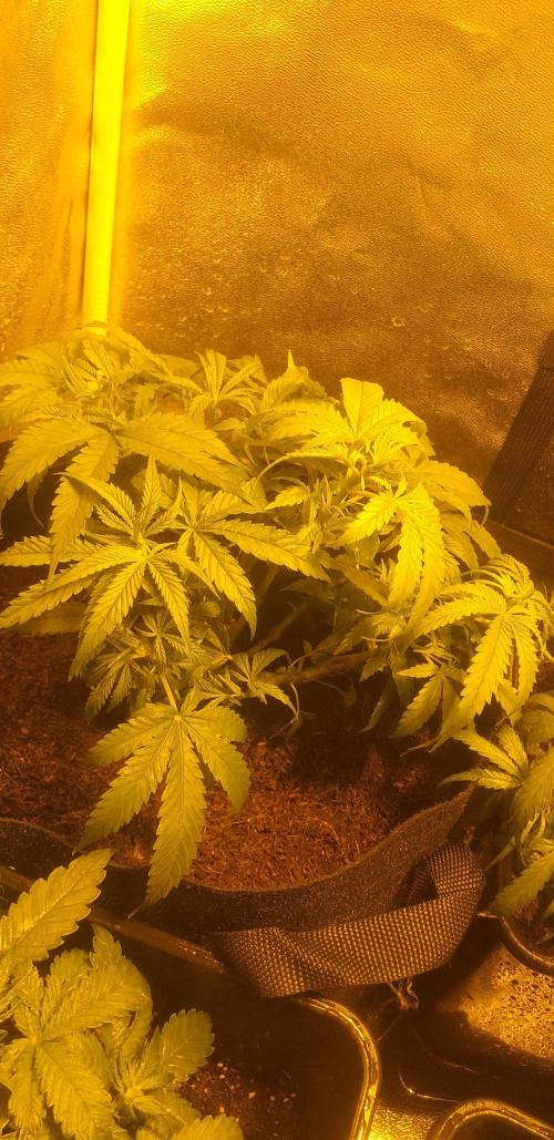 2xAmnesia fast x 2xJack auto fast. Week 5