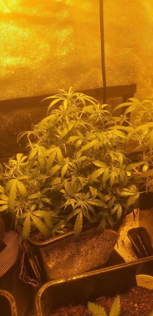 2xAmnesia fast x 2xJack auto fast. Week 5