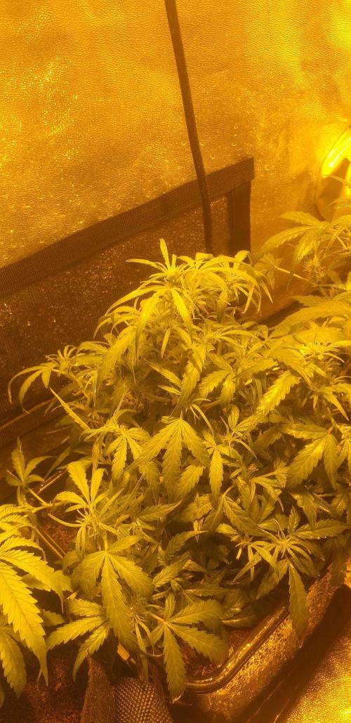 2xAmnesia fast x 2xJack auto fast. Week 5